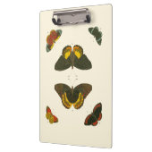 Helle Schmetterlinge durch Pieter Cramer Klemmbrett (Links)