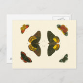 Helle Schmetterlinge durch Pieter Cramer Postkarte (Vorne/Hinten)