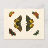 Helle Schmetterlinge durch Pieter Cramer Postkarte (Vorderseite)