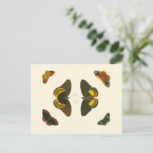 Helle Schmetterlinge durch Pieter Cramer Postkarte (Stehend Vorderseite)