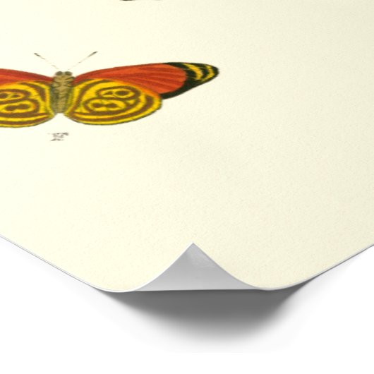 Helle Schmetterlinge von Pieter Cramer Poster (Ecke)