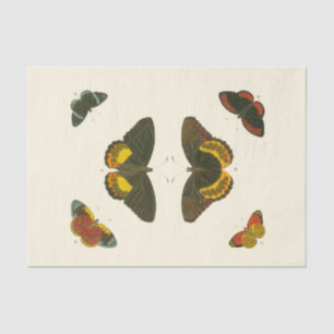 Helle Schmetterlinge von Pieter Cramer Seidenpapier