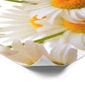 Helle Sommergänseblümchen Poster (Ecke)