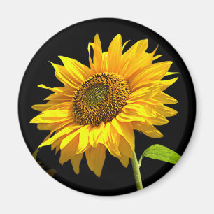 Helle Sonnenblume auf schwarzem Hintergrund Magnet