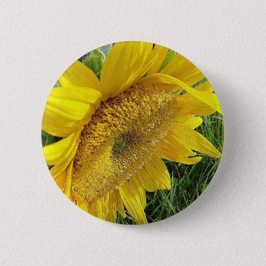 Helle Sonnenblume Button (Vorderseite)
