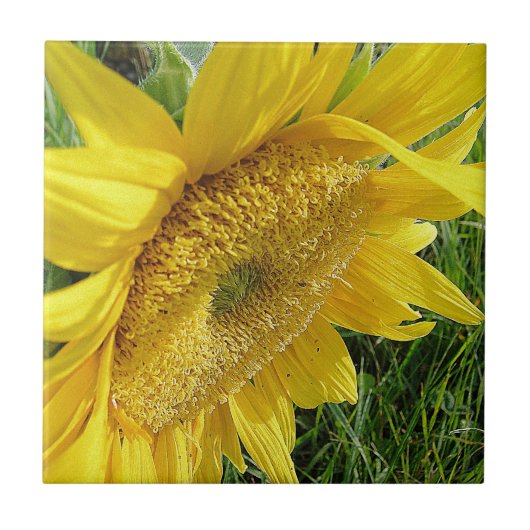Helle Sonnenblume Fliese (Vorderseite)