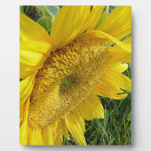 Helle Sonnenblume Fotoplatte (Vorderseite)