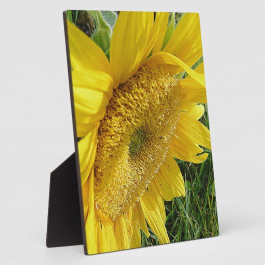 Helle Sonnenblume Fotoplatte (Seite)