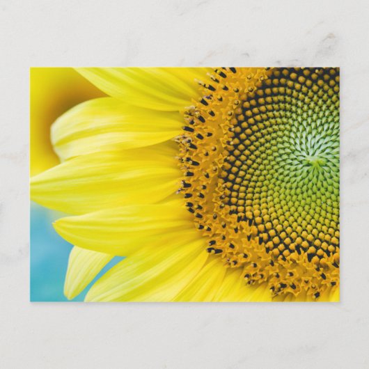 Helle Sonnenblume Postkarte (Vorderseite)