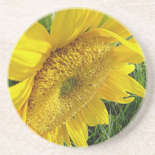 Helle Sonnenblume Sandstein Untersetzer