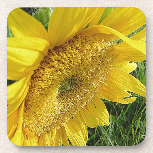 Helle Sonnenblume Untersetzer (Vorderseite)