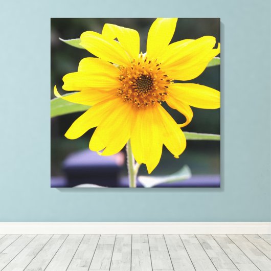 Helle Sonnengelbe Sonnenblume Nah-up 24" x 24" Leinwanddruck (Insitu (Holzboden))