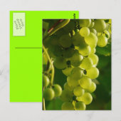 Helle Trauben-Postkarte Postkarte (Vorne/Hinten)