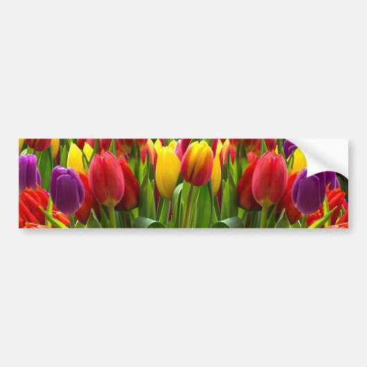 Helle Tulips Autoaufkleber (Vorne)