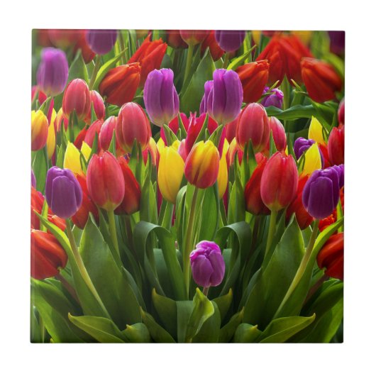 Helle Tulips Fliese (Vorderseite)