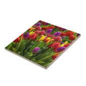 Helle Tulips Fliese (Seite)