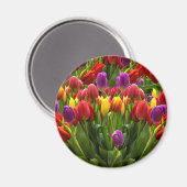 Helle Tulips Magnet (Vorderseite/Rückseite)