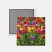 Helle Tulips Magnet (Vorderseite/Rückseite)