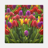 Helle Tulips Magnet (Vorne)