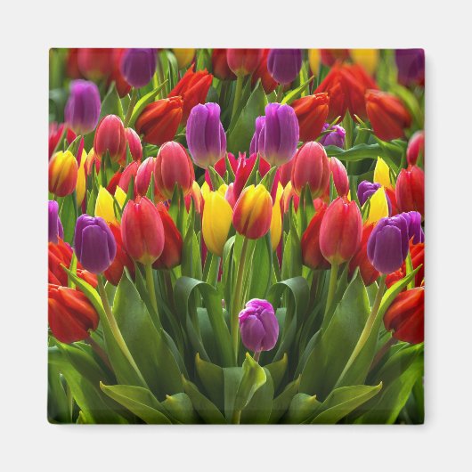 Helle Tulips Magnet (Vorne)