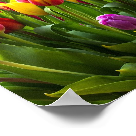 Helle Tulips Poster (Ecke)