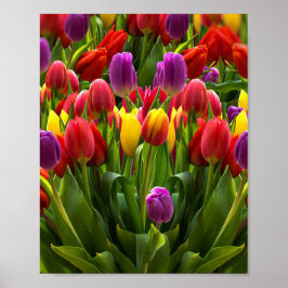 Helle Tulips Poster