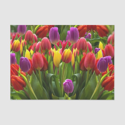 Helle Tulips Seidenpapier (Vorderseite)