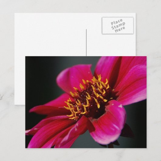 Helle und fette Postkarte (Vorne/Hinten)