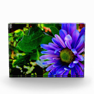Helle violette Blume Fotoblock