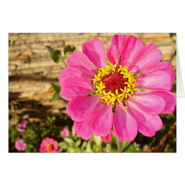 Helle Zinnia (horizontale Karte) (Vorderseite (Horizontal))