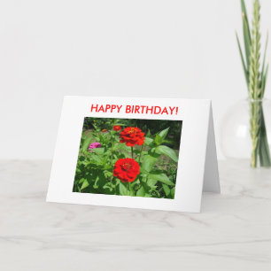 Helle Zinnias, ALLES GUTE ZUM GEBURTSTAG! Karte