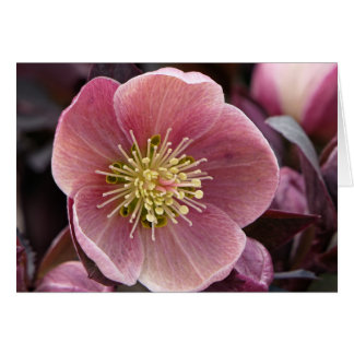 Hellebore