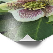 Hellebore, 12" fotodruck (Ecke)