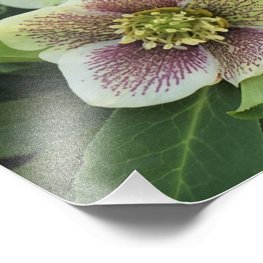 Hellebore, 12" fotodruck (Ecke)