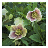 Hellebore, 12" fotodruck (Vorne)