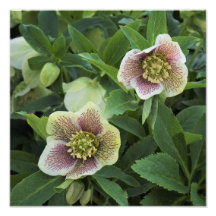 Hellebore, 12"