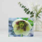 Hellebore Blume Postkarte (Stehend Vorderseite)