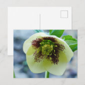 Hellebore Blume Postkarte (Vorne/Hinten)