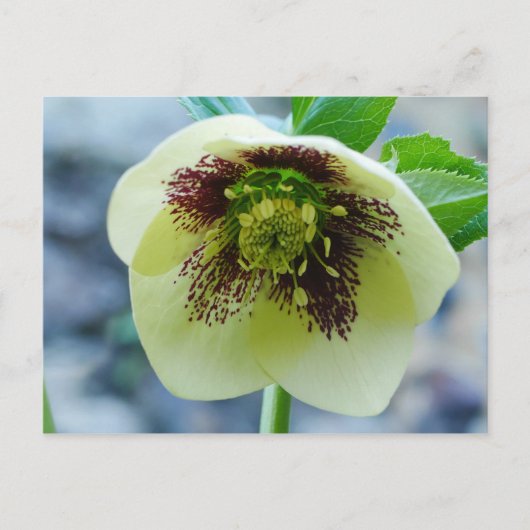 Hellebore Blume Postkarte (Vorderseite)