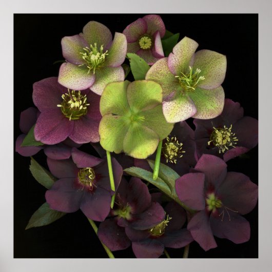 Hellebore Botanisches Kunstdruckplakat Poster (Vorne)