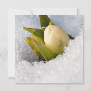 Hellebore, die durch den Schnee wachsen, Einladung