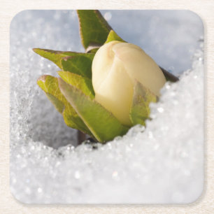 Hellebore, die durch den Schnee wachsen, Rechteckiger Pappuntersetzer