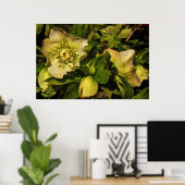 Hellebore Lenten Rose Poster (Heimbüro)