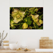 Hellebore Lenten Rose Poster (Küche)