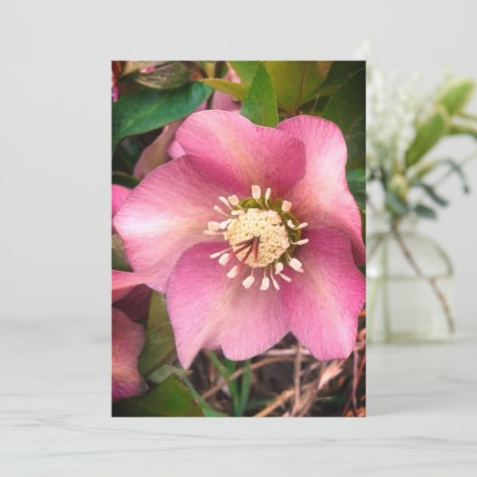 Hellebore Spring Blume Blank Card (Stehend Vorderseite)