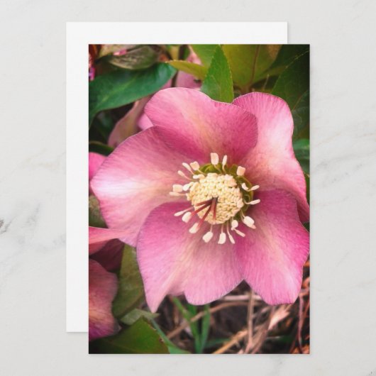 Hellebore Spring Blume Blank Card (Vorne/Hinten)