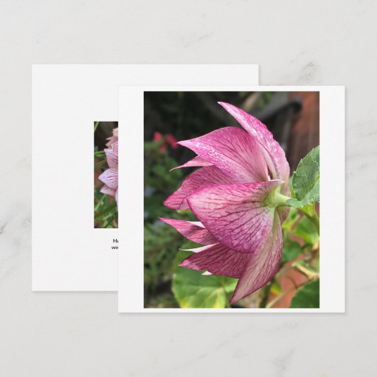 Hellebore/Weihnachtskarte Rose (Vorne/Hinten)