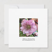 Hellebore/Weihnachtskarte Rose (Rückseite)