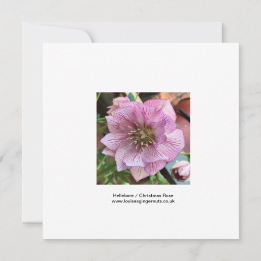 Hellebore/Weihnachtskarte Rose (Rückseite)