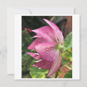 Hellebore/Weihnachtskarte Rose (Vorderseite)